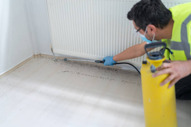 Best Wasp Removal Services  in Destin, FL